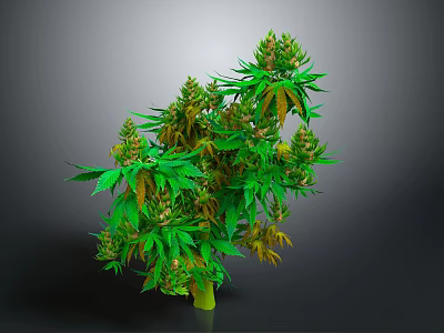 Mature Cannabis Plant With Green Leaves And Buds In Full Growth 3d model