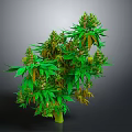 Mature Cannabis Plant With Green Leaves And Buds In Full Growth