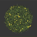 Lush Circular Green Grass With Bright Yellow Flowers On Dark Background