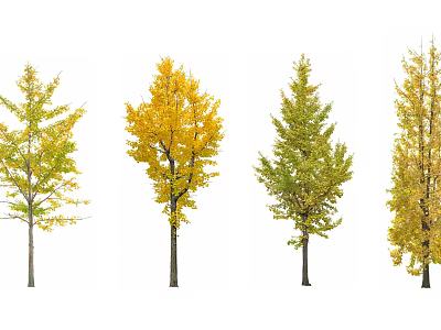Arbor Trees With Yellow And Green Leaves And Tall Upright Trunks 3d model