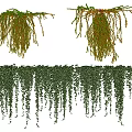 Lush Green Hanging And Trailing Vines With Dense Leaves And Foliage