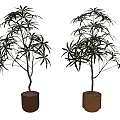 Two Bonsai Potted Plants With Lush Leaves In Woven Basket And Cylindrical Planter