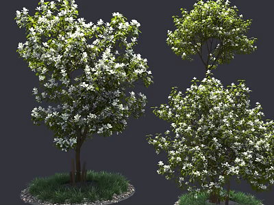 Flowering Trees with Abundant White Blossoms on Grass And Gravel Base 3d model