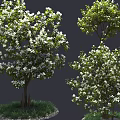 Flowering Trees with Abundant White Blossoms on Grass And Gravel Base