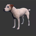 White Dog With Brown Ears Standing On Dark Floor With Reflection