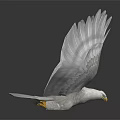 White Eagle With Spread Wings Standing On Black Smooth Surface With Reflection 3d model