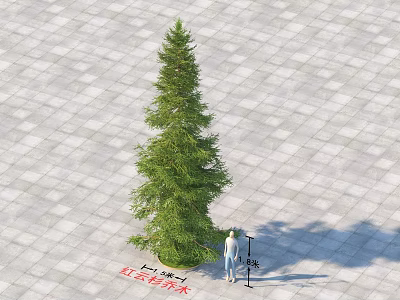Redwood Arbor With Person Measuring Height On Paved Ground Surface 3d model
