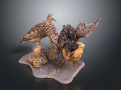Two Birds In Varied Postures Showcasing Natural Behaviors On Textured Display Base 3d model