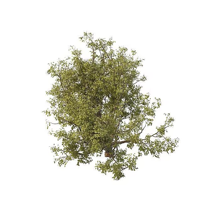 green tree 3d model