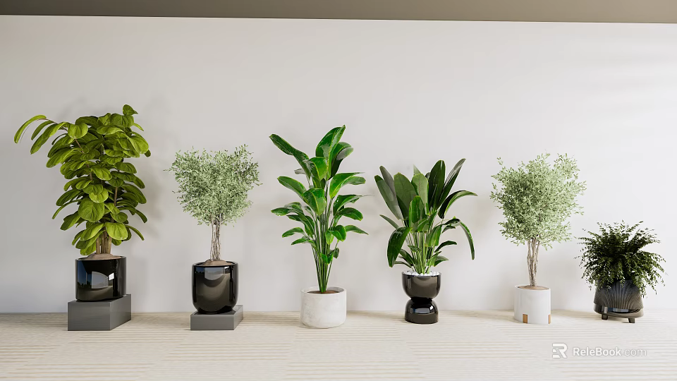 Bonsai Potted Plants Display With Green Foliage In Black White And Gray Pots 3d model 