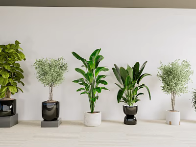 Bonsai Potted Plants Display With Green Foliage In Black White And Gray Pots 3d model