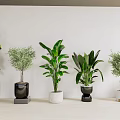 Bonsai Potted Plants Display With Green Foliage In Black White And Gray Pots