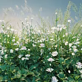 Vibrant White Flowers With Green Leaves And Tall Grasses In Natural Garden