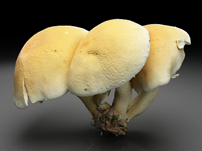 Cluster of Yellow Mushrooms Growing Together with White Stems Against Black Background 3d model