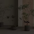 Elegant Bonsai Potted Plants In Indoor Chinese Decor With Calligraphy Scroll Natural Light Ceramic Pots