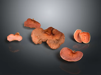 Orange Textured Ear Shaped Fungi Display On Dark Background With Reflections 3d model