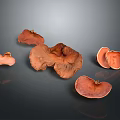 Orange Textured Ear Shaped Fungi Display On Dark Background With Reflections