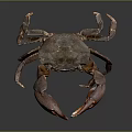 Crab with dark body showcasing red claws on gray background with reflection 3d model