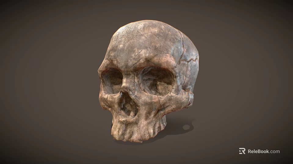 Ancient Human Skull With Detailed Textured Surface And Anatomical Structure 3d model 