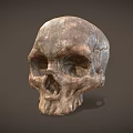 Ancient Human Skull With Detailed Textured Surface And Anatomical Structure 3d model