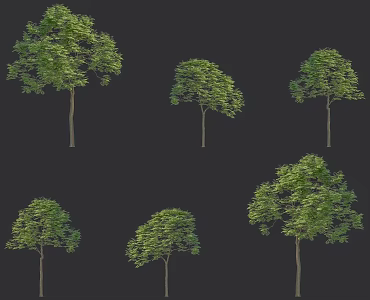 Sapindus ghosts see sorrow deciduous trees wash hands fruit bitter trees big trees Rita Sapindus garden road greening trees plants 3d model