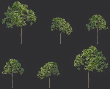 Sapindus ghosts see sorrow deciduous trees wash hands fruit bitter trees big trees Rita Sapindus garden road greening trees plants 3d model