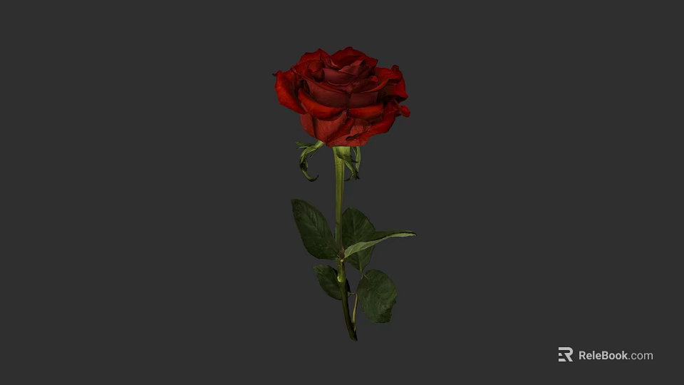 Beautiful Red Rose with Green Stem and Fresh Leaves on Grey Background 3d model 