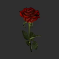 Beautiful Red Rose with Green Stem and Fresh Leaves on Grey Background