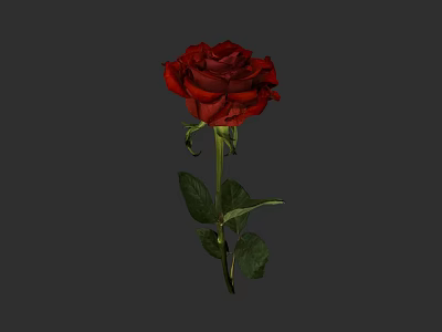 Beautiful Red Rose with Green Stem and Fresh Leaves on Grey Background 3d model