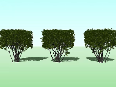 Three Trimmed Shrubs Standing On Green Ground With Light Blue Sky 3d model