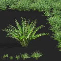 Green Fern Plants With Different Sizes And Shapes Against Black Background