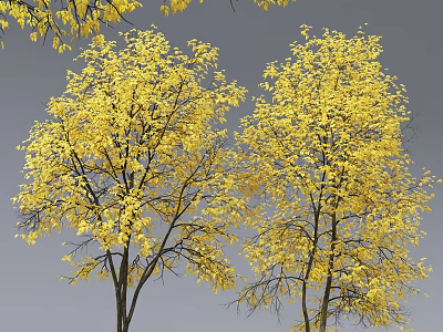 Two Tall Arbor Trees With Yellow Leaves Against Gray Sky Background 3d model