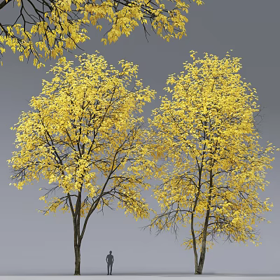 Two Tall Arbor Trees With Yellow Leaves Against Gray Sky Background 3d model