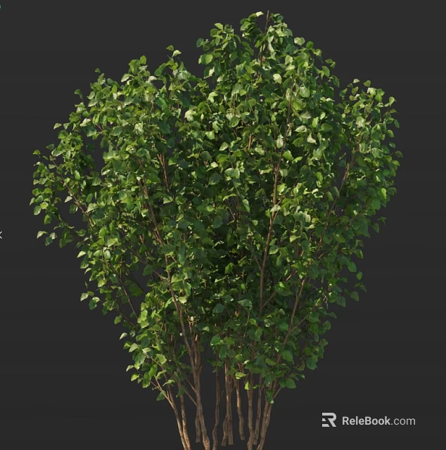 Beautiful Lush Green Shrub With Dense Foliage Vibrant Leaves And Thick Healthy Branches 3d model 