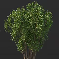 Beautiful Lush Green Shrub With Dense Foliage Vibrant Leaves And Thick Healthy Branches