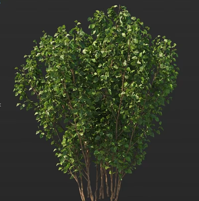 Beautiful Lush Green Shrub With Dense Foliage Vibrant Leaves And Thick Healthy Branches 3d model
