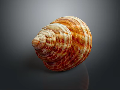 Beautiful Orange And White Striped Spiral Conch Seashell On Dark Background 3d model