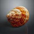 Beautiful Orange And White Striped Spiral Conch Seashell On Dark Background 3d model