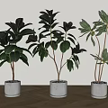 Decorative Bonsai Potted Plants With Lush Green Leaves In White Pots On Indoor Wooden Floor