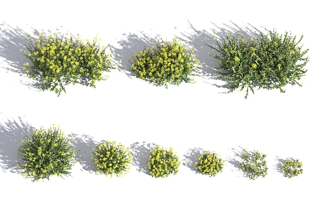 Modern Shrub Bupleurum 3d model