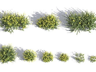 Modern Shrub Bupleurum 3d model