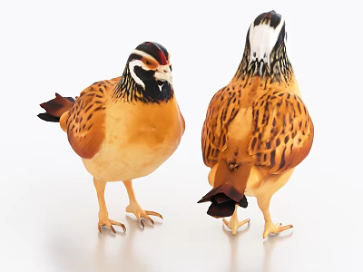 Two Quails Standing With Front And Back Views Spotted Brown Yellow Feathers And Striped Heads 3d model