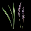 Vibrant Green Leaf Plant Featuring Long Foliage And Purple Spiked Flowers
