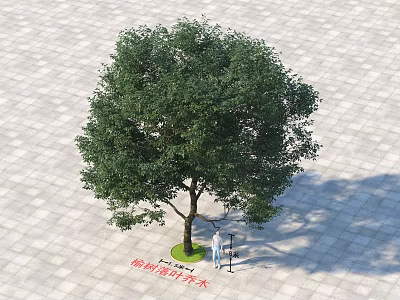 Elm Leaf Plum Tree with Green Canopy Standing in Paved Urban Square with People 3d model