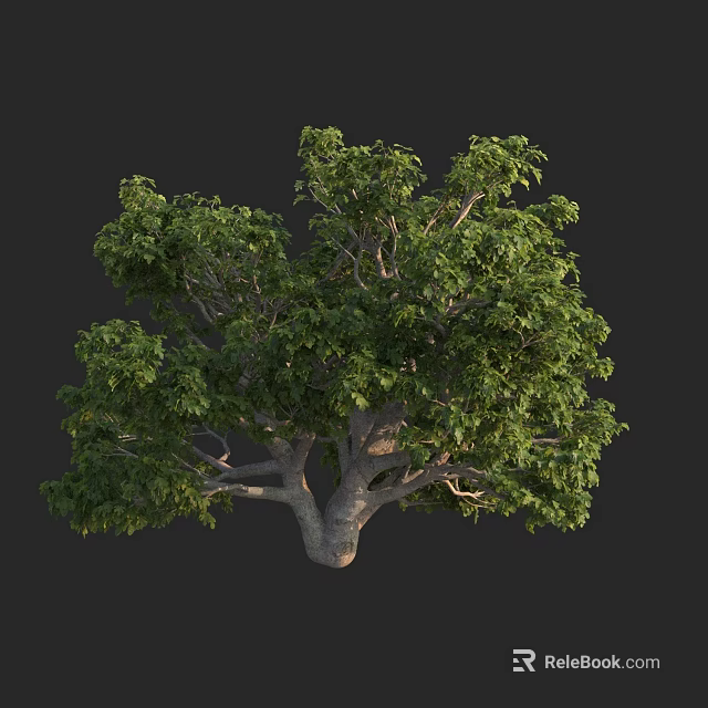 Lush Green Arbor With Thick Trunk And Dense Foliage In Natural Setting 3d model 