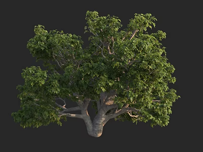 Lush Green Arbor With Thick Trunk And Dense Foliage In Natural Setting 3d model