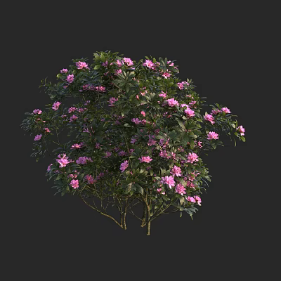 Vibrant Flowering Tree In Full Bloom With Pink Flowers And Green Leaves 3d model