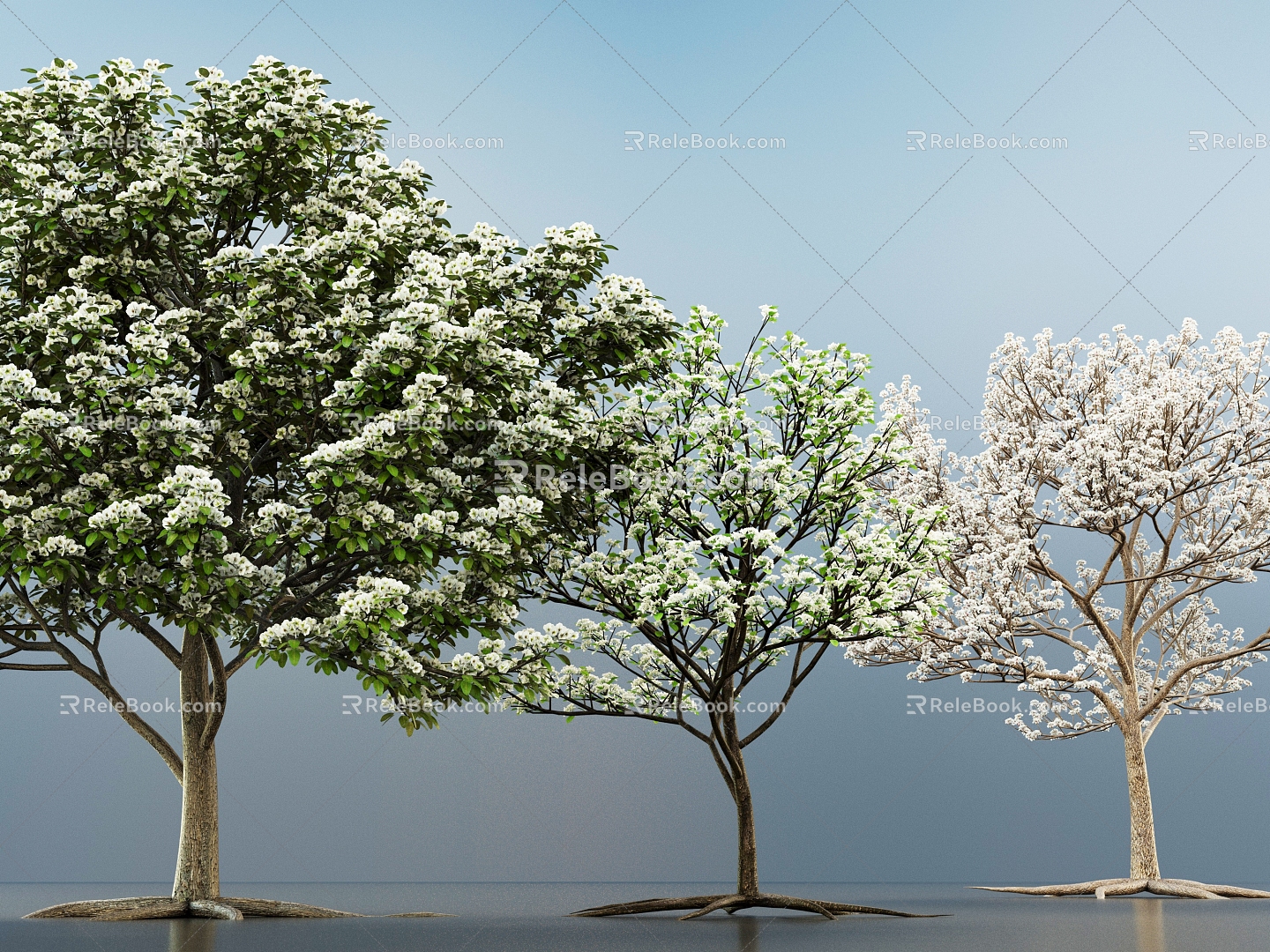 Pear Tree Apricot Tree Flowering Tree White Flower Tree 3D Model 3d model