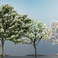 Pear Tree Apricot Tree Flowering Tree White Flower Tree 3D Model 3d model