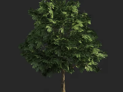 Lush Green Arbor With Tall Sturdy Trunk And Dense Foliage In Natural Scene 3d model